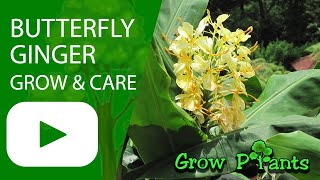 Butterfly ginger - grow \u0026 care (Hedychium)