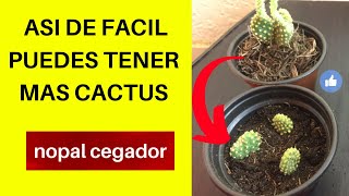 COMO REPRODUCIR ESTE CACTUS NOPAL CEGADOR