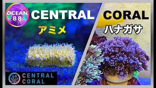 【海水魚水槽・サンゴ水槽】アミメサンゴ　ハナガササンゴ　CENTRAL CORAL（マリンアクアリウム）