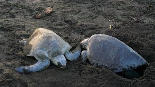 Atlantic Ridley Sea Turtles Spawning on a Tropical Beach | Stock Footage - Videohive