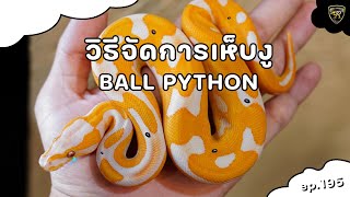 วิธีจัดการเห็บงู BALL PYTHON 【 EP.195| 4K 】#realityballpython #ballpython