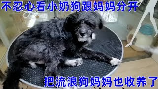 不忍心看小奶狗跟狗妈妈分开，决定把狗妈妈也收养了