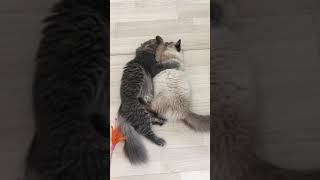 Their first hug. 初めてのハグ。Cats 猫