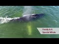 Alaska Whale Watching at Icy Strait Point: Meet Freddy | Celebrity Cruises