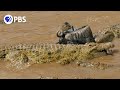 Wildebeest Cross Crocodile-Infested Water