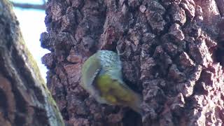 アオゲラ_13_小宮公園_Japanese Green Woodpecker_4K