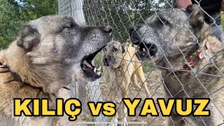 KANGAL YAVUZ VS. POYRAZ TİMİ KILIÇ VE PALAK ! EFSANELER BİR ARADA @bariscicekpanterkangal4280