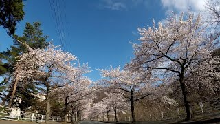 満開の桜 - 山形市 馬見ヶ崎さくらライン