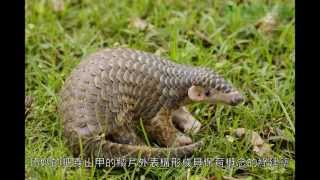 熱帶雨林室內館開工 Tropical Rainforest House Begin Construction