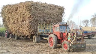 Belarus 510.1 Tractor pulling sugarcane loaded trailer | very powerful Tractor in sugarcane field