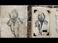 How to draw an Iris -quickie sketch