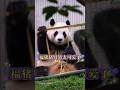 11.05我的天啊！福宝淡定的劈竹子太可爱了，那个小表情好萌#panda #大熊貓 #大熊猫福宝 #大熊猫 #푸바오