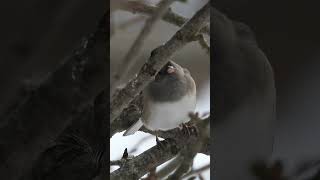 Meet the Beautiful Little Snowbird the Dark Eyed Junco!