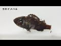 幼魚資料映像「海藻がゆらめく冬の漁港」（1～2月）イダテンカジカ他