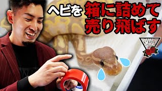 【通信販売⁉】爬虫類の中継販売についてのお話