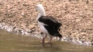 Radjah Shelduck