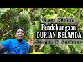 Cara Pendebungaan Durian Belanda | MUDAH & CEPAT BERBUAH