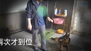 德國狼犬訓練第三週飼主交接測驗