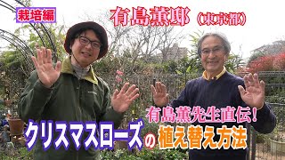 有島先生直伝！クリスマスローズの植え替え方法～ガーデンドクターTV114