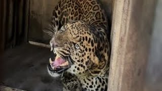 Finally leopard 🐆 Trapped at Lachipora Boniyar#wildlife  #NorthKashmir  #uri