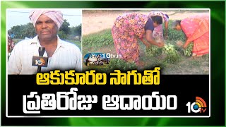 ఆకు కూరల సాగుతో ప్రతిరోజు ఆదాయం | Cultivation of Leafy Vegetables Brings High Profits | Agri Info