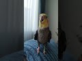 babacık sultan papağanı muhabbet kuşu cockatiel cockatielbird cockatielsinging birds