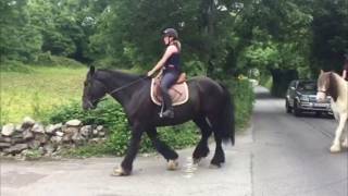 Horse's first trek