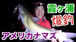 【霞ヶ浦】アメリカナマズ釣りやったらめちゃ釣れた【チャネルキャットフィッシュ】