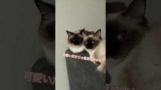 ラグドールの猫達は仲良し #shortvideo #cat #ragdollkittens #猫のいる暮らし #ragdolls #cute #ラグドール #猫好きさんと繋がりたい ​#shorts