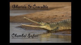 Gharials \u0026 Crocodile | Chambal | River Safari