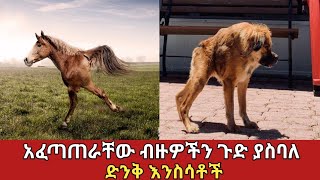 ለየት ያለ አፈጣጠር ያላቸው ድንቅ እንስሳቶች||ለማመን የሚከብድ||amazing nature#ethiopia #አስገራሚ