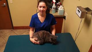 Intro To Veterinary Technology: Restraints
