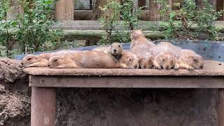 上野動物園 オグロプレーリードッグ