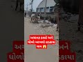 અચાનક કાબ્રો અને ધોળો આખલો હડકાયા થાય 😱 trending viral reels funny