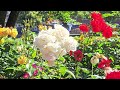 lübeck s floral beauty in 4k hdr10 a colorful springtime journey