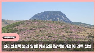 철쭉보러 한라산~다시 갔어요. |영실|윗세오름|남벽분기점|어리목|