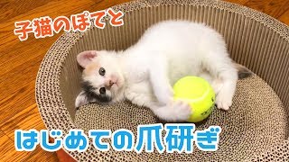 子猫のぽてとに初めての爪研ぎをプレゼントしてみた