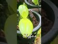 cara paling aman merawat anggrek bulan tehnik Vertical garden #1 #anggrekbulan #orchid #anggrek