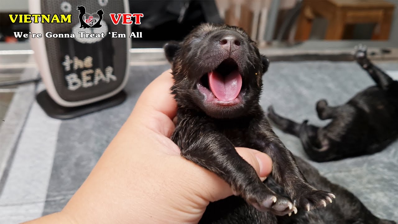 Do All Newborn Puppies Cry Do All Newborn Puppies Cry