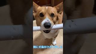 筒が取れなくなっちゃったコーギー犬コナン