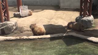 ENKAI JAPAN 日本一周　旭山動物園　カピバラ　旭川　北海道　いのっち