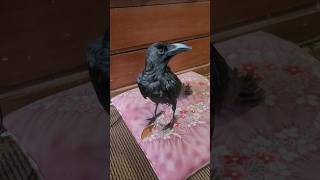 愛しのりゅうやと話したくて　#カラス #crow #karasu #かわいい #もどかしい #日常 #大好き  #鳥 #ハシブトガラス #鳴き声