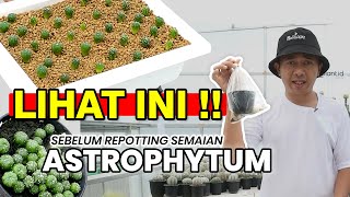 LIHAT INI !! SEBELUM REPOTTING SEMAIAN ASTROPHYTUM [with sub]