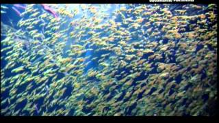 2005sea_of_coral_reef.VOB