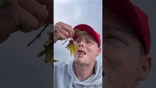 Rescuing Cute Sea Pickles! #shorts