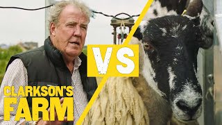 A Grumpy Sheep Kicks Jeremy Clarkson in the Worst Place 🐑 #Shorts