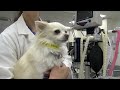 veterinary virtual tour massey university