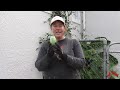 moth plant video how to gt rid of your moth plants