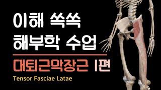 이해 쏙쏙 해부학 수업 - 대퇴근막장근 1편 Tensor Fasciae Latae