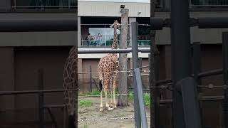 札幌円山動物園　木をなめるキリン♪#shorts